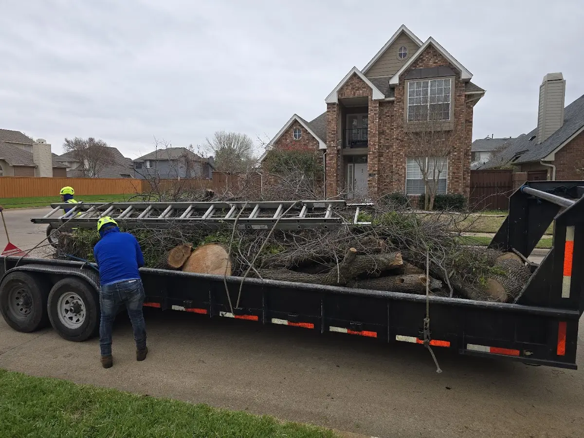 Expert Deadwooding with proper safety equipment in Warrenton